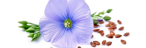 L'huile végétale de Lin